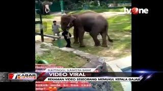 Viral Rekaman Video Petugas Kebun Binatang Memukul Kepala Gajah di Bukittinggi, Sumbar