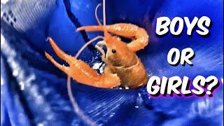 GENDER REVEAL FOR MY CRAWFISH !! - A1A Adventures