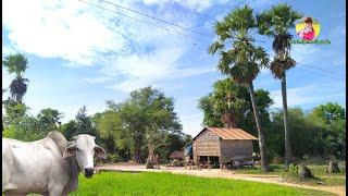 Rural life Activity | Rural life In Cambodia #EP28