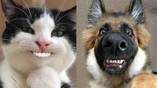  FUNNIEST Cats and Dogs Videos!  Cute Pets Moments