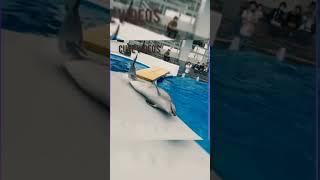 DOLPHIN CUTE SHORTS #trending #youtubeshorts #viralvideo #ytshorts #youtube #trendingshorts #cute