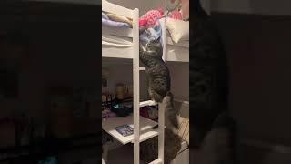 Miso the cat climbs bunk bed ladder to cuddle with her little human!
