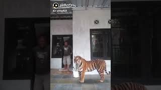 macan sumatra masuk pemukiman menggegerkan warga