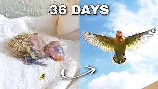 FROM BABY BIRD TO FREE FLIGHT!