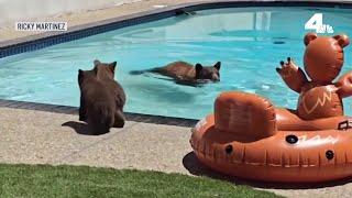 Bear and adorable cubs visit pool at Monrovia home