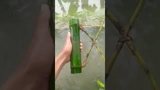 Wujud Bambu Petuk Asli Nyata