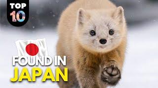10 UNIQUE Animals Found in Japan 