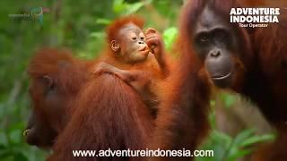 Orangutan Tour at Tanjung Puting  - Adventure Indonesia