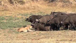 Lion vs Buffalo. One Lioness attacks a buffalo. Lion against 2000 buffaloes. Lioness is alone.