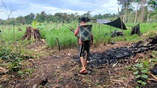 Ikut mama, ke ladang, mencari sayur, pedalaman kalimantan