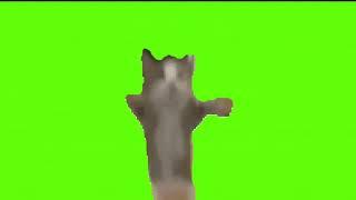 кот шнапи флексит на зелёном фоне | (футаж)