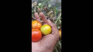 Tomatoes harvesting #shorts #viral #short #viralshort #youtubeshorts #youtubeviral #greengardening