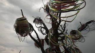 Iowa's endangered Hula Hoop Tree