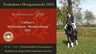 60 - Cahlua - reiten - Stute v. Millennium - Buddenbrock *2021