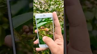 iPhone 6s Camera Test in 2023  #shorts #youtubeshorts