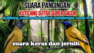 WILD BIRD SOUNDS, SUARA PANCINGAN BURUNG KUTILANG SUTRA GACOR MP3 @AnakDesaKicau