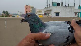 Lost KRPC-2022 Racing Pigeon Trapped