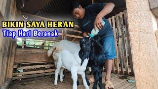 Peternakan kambing berkembang pesat‼️cepat jadi banyak dengan cara ini