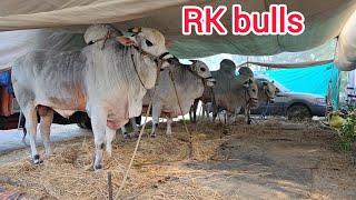 RK BULLS