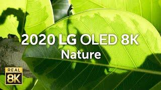 2020 LG OLED 8K l  Nature 8K HDR 60fps