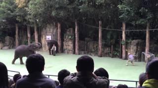 Chimelong Safari Park 廣州長隆野生動物世界 Elephant 大象 (02787)