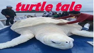 Turtle Tales || Turtle Adventures || The Turtle Journey || Turtle Talks || birds wide