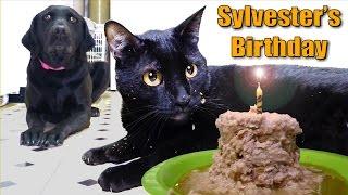 Talking Kitty Cat 35 - Sylvester's Birthday 2014