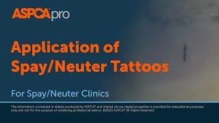 Spay/Neuter Surgery Basics: Application of Spay/Neuter Tattoos