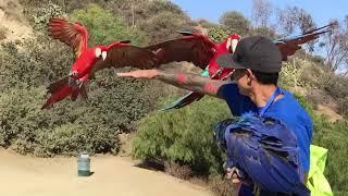 Free Fly Macaws in Hollywood