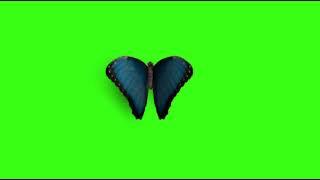 Butterfly Green Screen  best effect  Shanto green screen