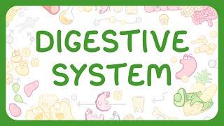 GCSE & KS3 Biology - The Digestive System