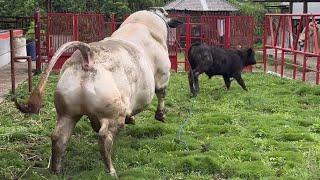 SAPI UNIK DAN LANGKA Belgian Jumbo Hampir 900kg Non POEL‼️