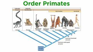 The Origin of Primates