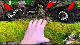 POV: Flipping Logs for LIVING Gummy Lizards!