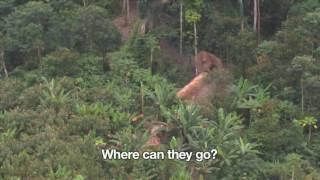 Uncontacted Amazon Tribe  First ever aerial footage