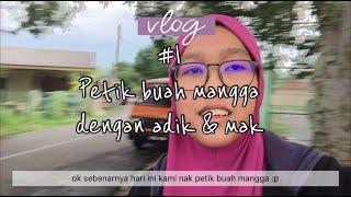 #Vlog1 Aktiviti semasa PKP? Petik buah mangga depan rumah.