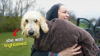 Mix-Up at A Pet Day Care Ends in Escape and Successful Recovery!