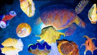 P 17. Lặn Nước 8m Bội Thu Ốc Gần Cả 100 ký .Diving 8m Water with Snails of Nearly 100 Kilograms