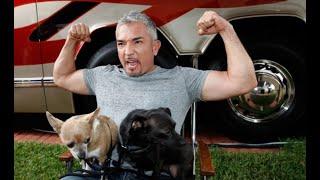 Cesar Millan  Hundeflüsterer oder Tierquäler? Reaction