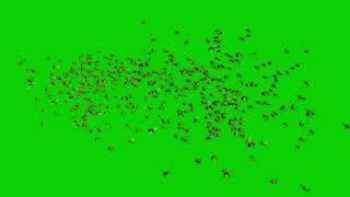 Green Screen swarm of flies