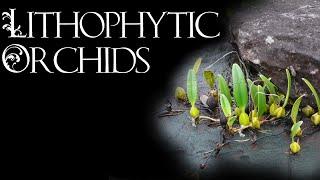 Lithophytic Bulbophyllum Orchids