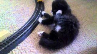 KittenZilla get's Tapped by the Train it tried to Destroy.