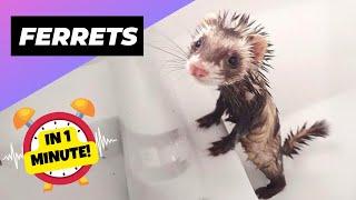 Ferrets  Furry Mischievous Tornadoes! | 1 Minute Animals