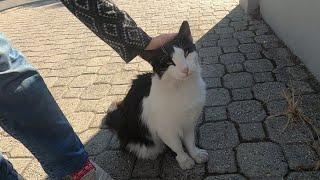 Black and white cat is meowing unbelievably cute as always