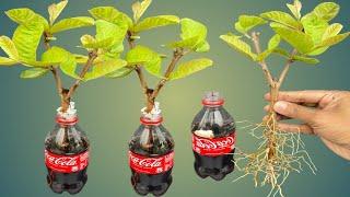 SYNTHESIS OF 3 SUPER SPECIAL TECHNIQUES to propagate guava trees with coca~cola and bananas, super