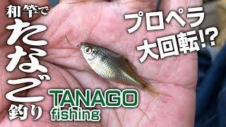 【和竿でタナゴ釣り】プロペラ大回転！？　Tanago Fishing Wazao