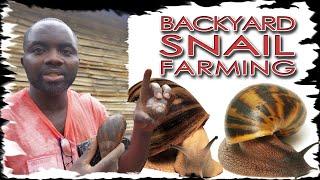 Starting A Backyard Snail Farm (Again!) | Small Snail Farming | Make Money with Snail Farming