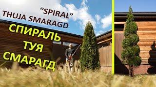 ТУЯ СМАРАГД | ХИТРОСТИ СТРИЖКИ ТУИ СПИРАЛЬ | Thuja Smaragd | @LORD_OF_GARDEN_BELARUS