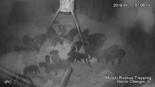 43 hogs out of the population