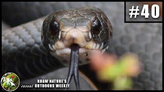 Big Black Racer Snakes COME RIGHT AT ME! (to Escape) | KNOW #40